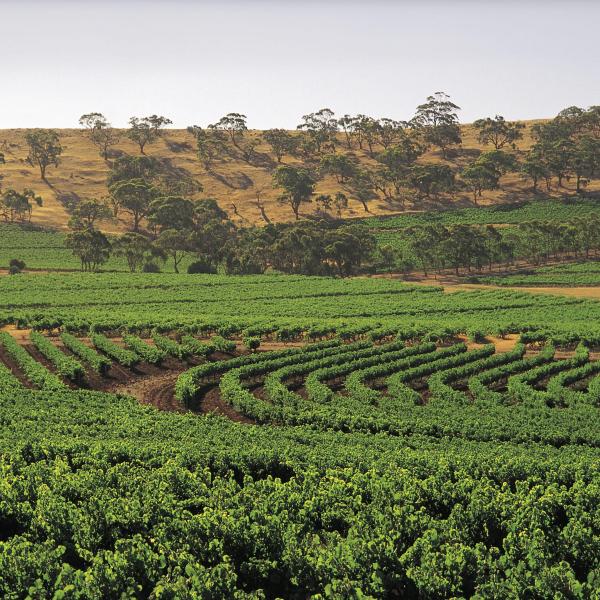 Green vineyard